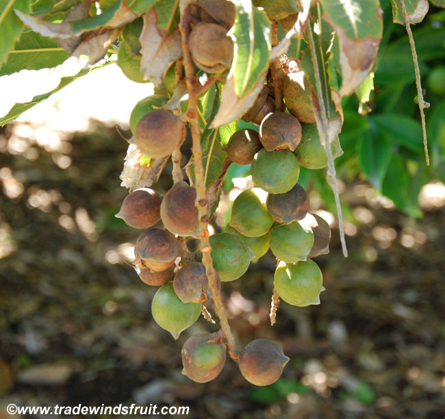 Macadamia Tetraphylla - Rough Shelled Macadamia - Seeds