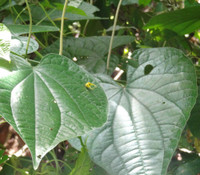 Piper marginatum - Marigold Pepper