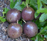 Passiflora edulis - Passion Fruit 'large'
