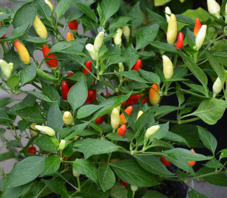 Centennial Rainbow Pepper Seeds