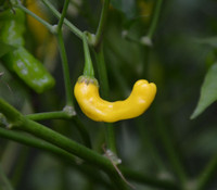 Aji Yellow 2 Pepper