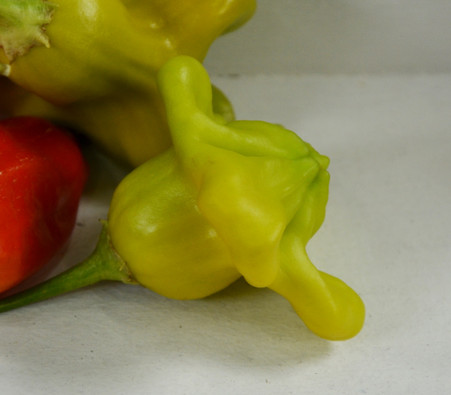 Aji Bitches