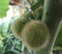 Solanum stramoniifolium - Coconilla