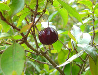 Eugenia uniflora - Lolita Surinam Cherry