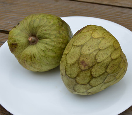 Annona cherimola - Bays Cherimoya - Seeds