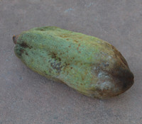 Theobroma angustifolium - Emerald Cacao