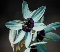 Ixia viridiflora - Turquoise Ixia