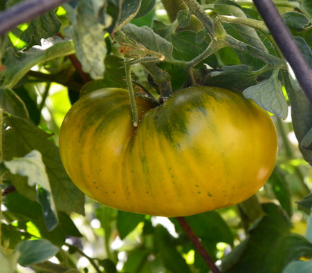 Humph Tomato Seeds