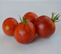Cascade Lava Tomato