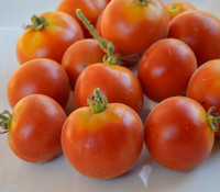 Chinese Velvet Tomato