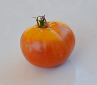Amish Orange Sherbet Tomato