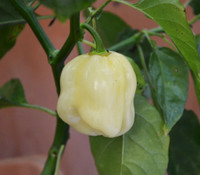 Habanero Pepper, Giant White