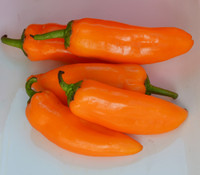 Corno di Toro Pepper, Orange