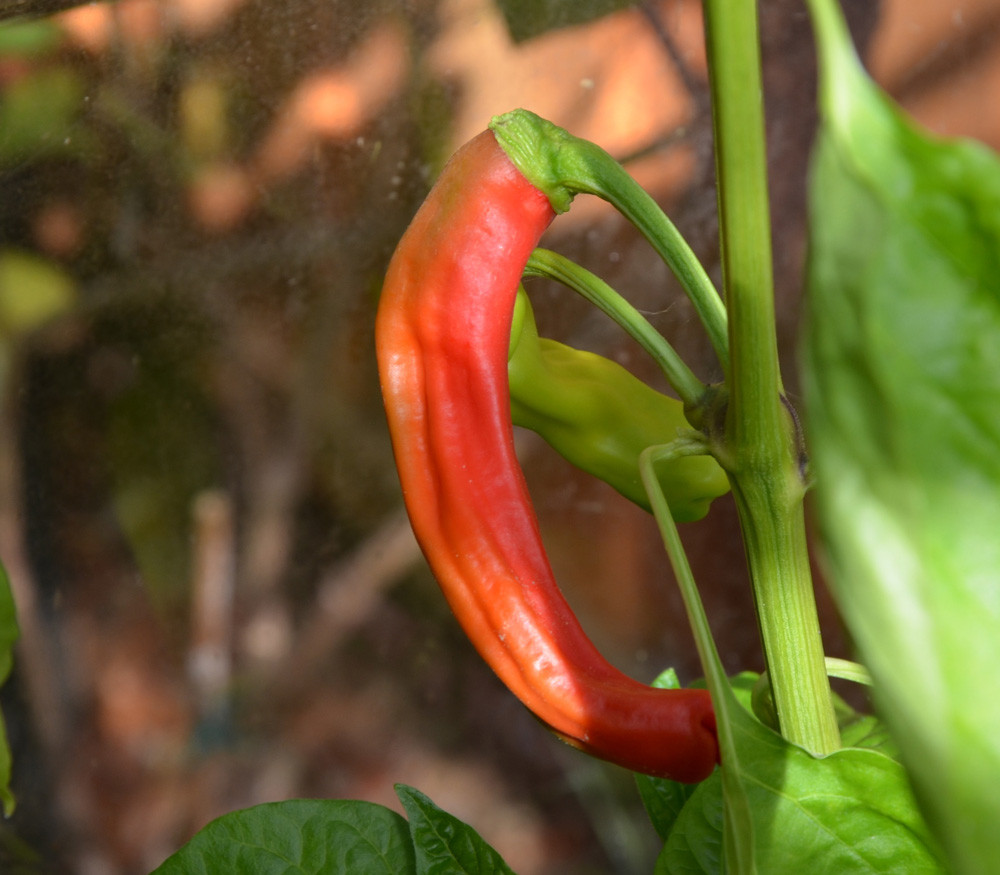 Super hot pepper plants for sale Idea