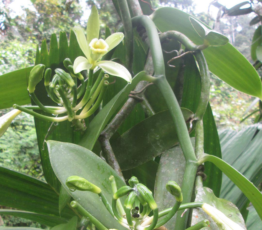 vanilla plant