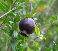 Punica granatum - Black Pomegranate