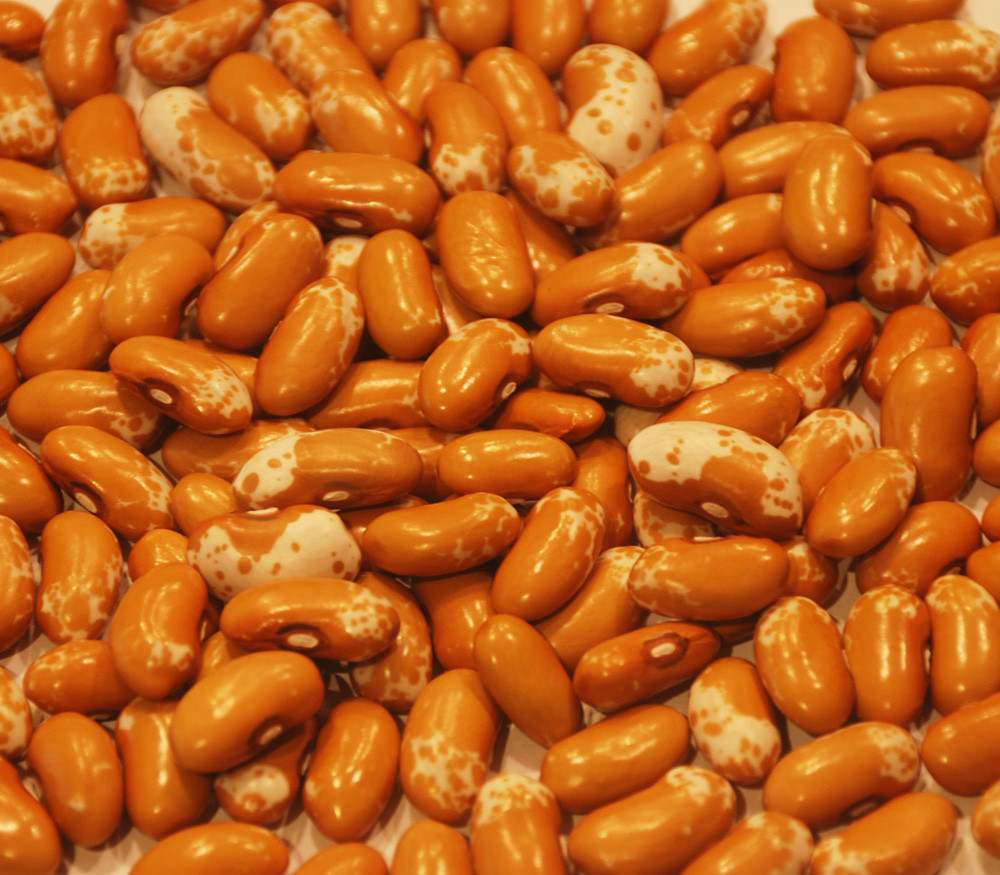Zuni Gold Bean Seeds