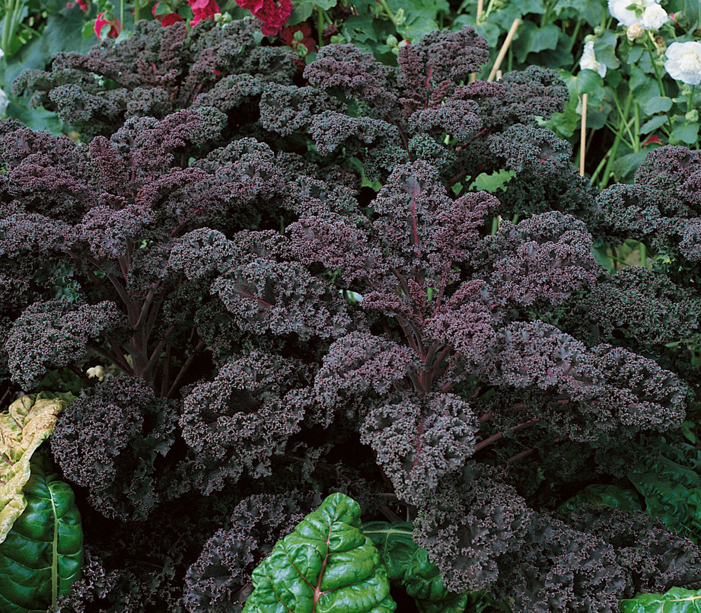 Redbor Kale Seeds