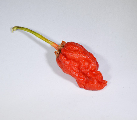 Details about   Bleeding Borg 9 PepperCapsicum chinense5 seeds HRSeeds.com 