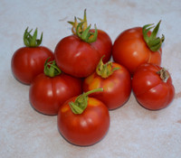 Placero Tomato