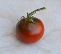 African Brown Tomato