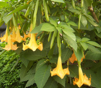 Brugmansia sp. - Yellow Angel's Trumpet