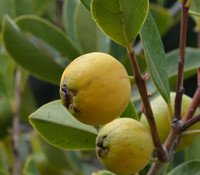Psidium cattleianum var lucidum - Lemon Guava, Large