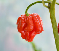 Bhutlah Pepper, Red