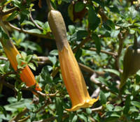 Brugmansia vulcanicola - Angel's Trumpet