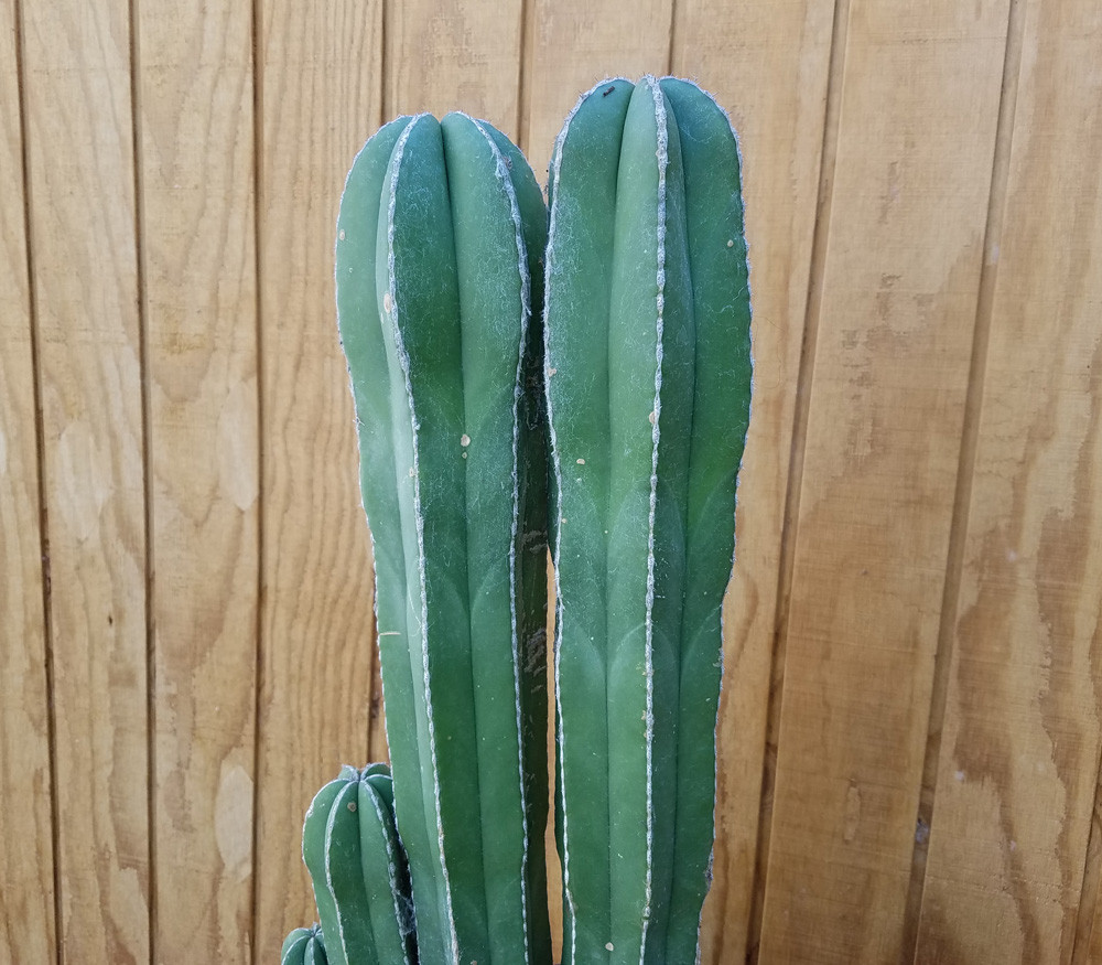 Stenocereus marginatus Mexican Organ Pipe Cactus Seeds