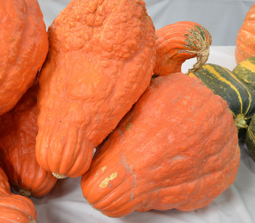 Boston Marrow Squash — Patchwork Times By Judy Laquidara