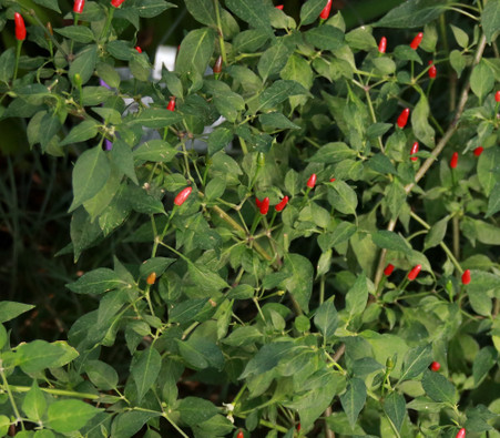 Wild Pepper Seeds