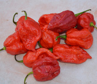 7 Pot Chaguanas Pepper
