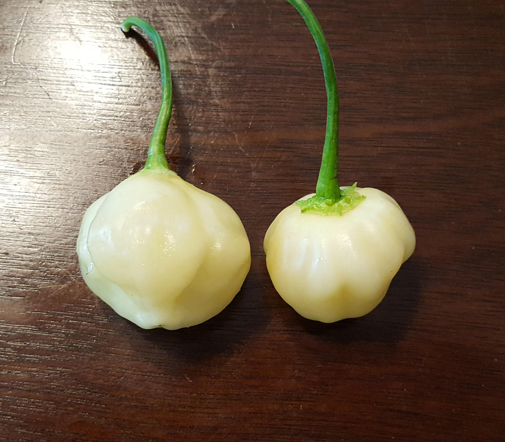 Sugar Rush Creme Pepper Seeds