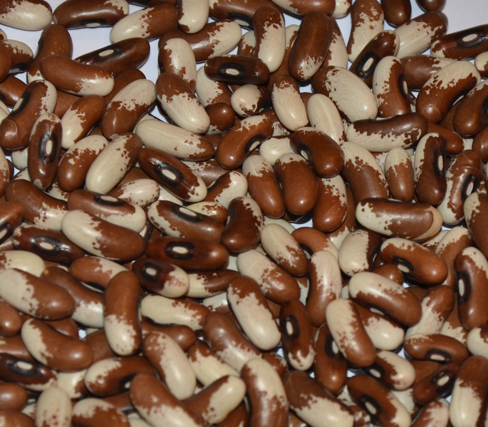 Painted Pony Bean Seeds