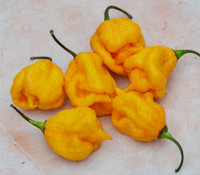 7 Pot Primo Yellow Pepper