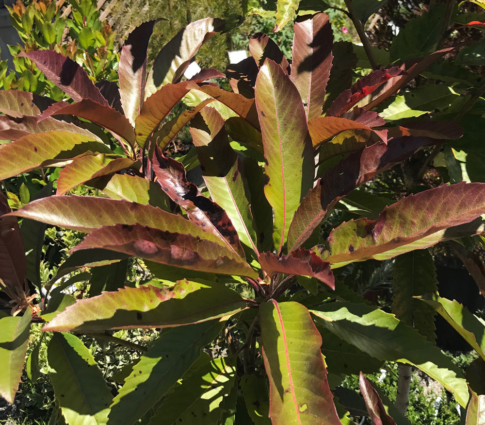 Eriobotrya Deflexa Bronze Loquat Seeds 