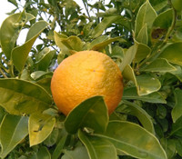 Citrus taiwanica - Nansho Sour Orange