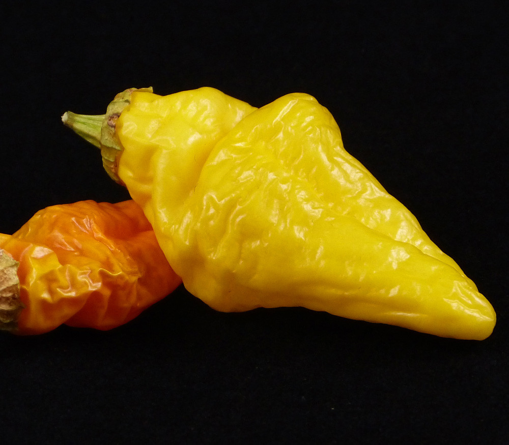 Monkey Face Pepper Seeds