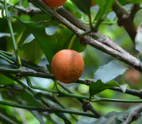 Garcinia intermedia - Orange Lemon Drop Mangosteen