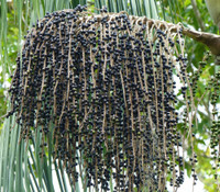 Euterpe oleracea - Acai Palm, Para Dwarf