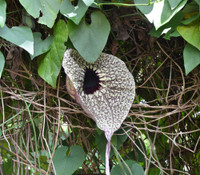 Aristolochia grandiflora - Pelican Flower