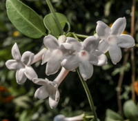 Stephanotis floribunda - Madagascar Jasmine