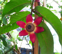 Uvaria grandiflora - Calabao