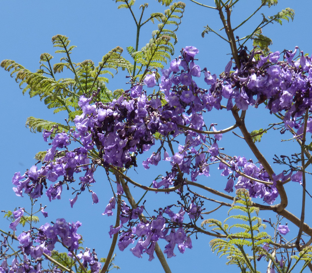Jacaranda caucana Blue Flamboyant Tree Seeds