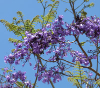 Jacaranda caucana - Blue Flamboyant Tree