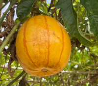 Cionosicyos macranthus - Chinese Passion Fruit Melon