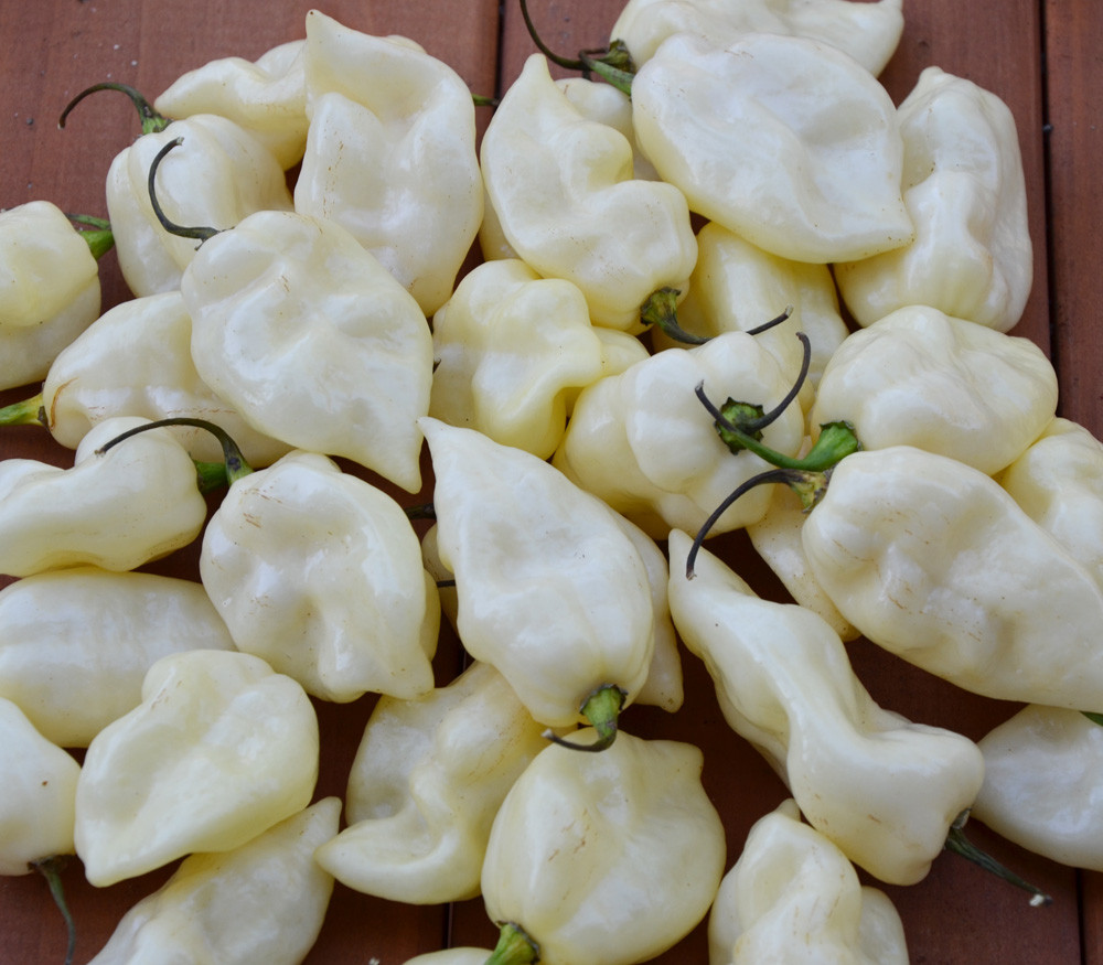 Fatalii White Pepper Seeds what-is-white-pepper