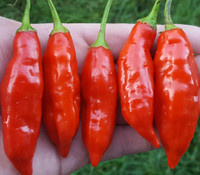 Aji Strawberry Drop Pepper