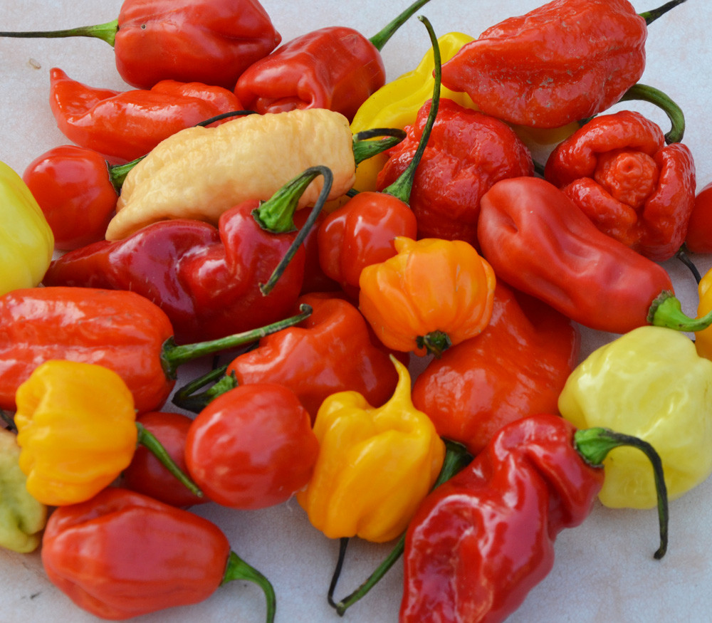 superhot peppers